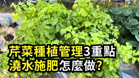 芙蓉怎麼種